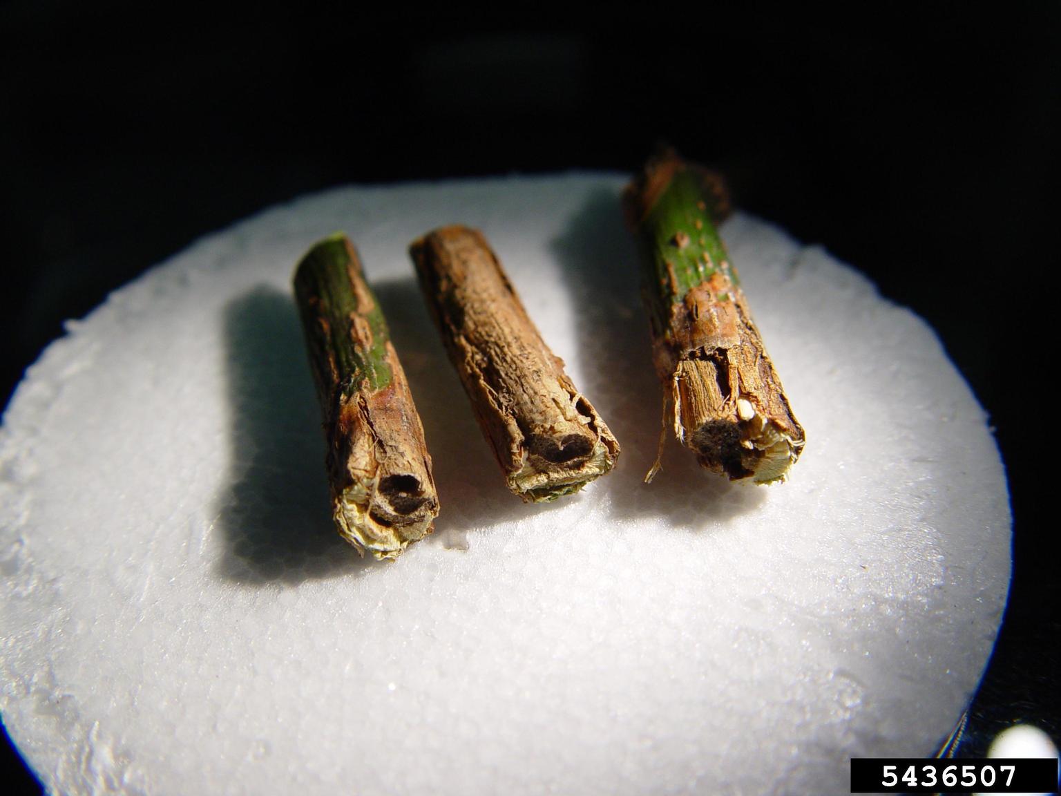 Ramas afectadas por el Xylosandrus compactus