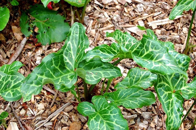 Hojas sagitadas de Arum italicum con nervadura clara
