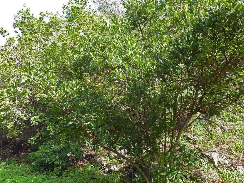 Vista del arbusto Myrica faya