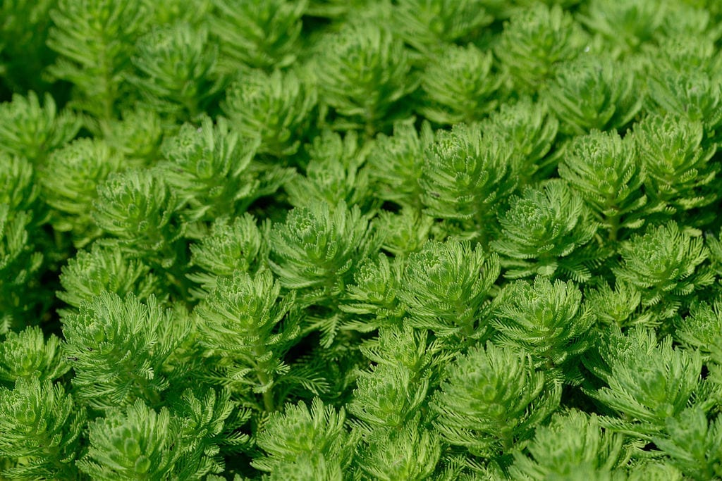 Pinito de agua (Myriophyllum aquaticum): cómo identificarlo