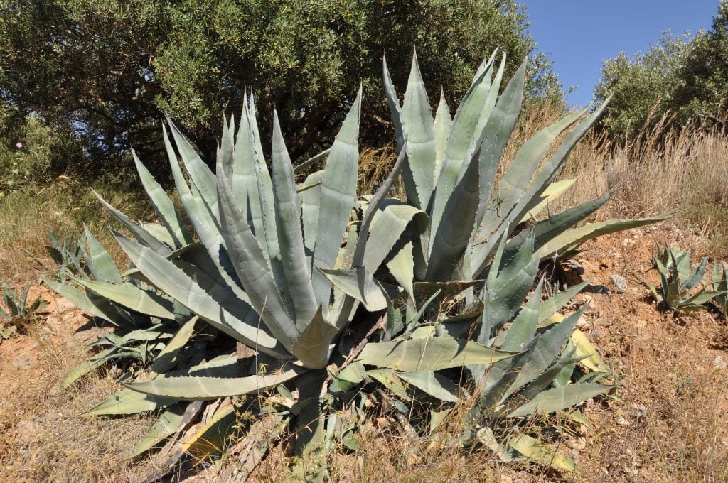 Vista de una planta de Agave americana