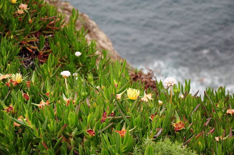 Vista del Carpobrotus edulis