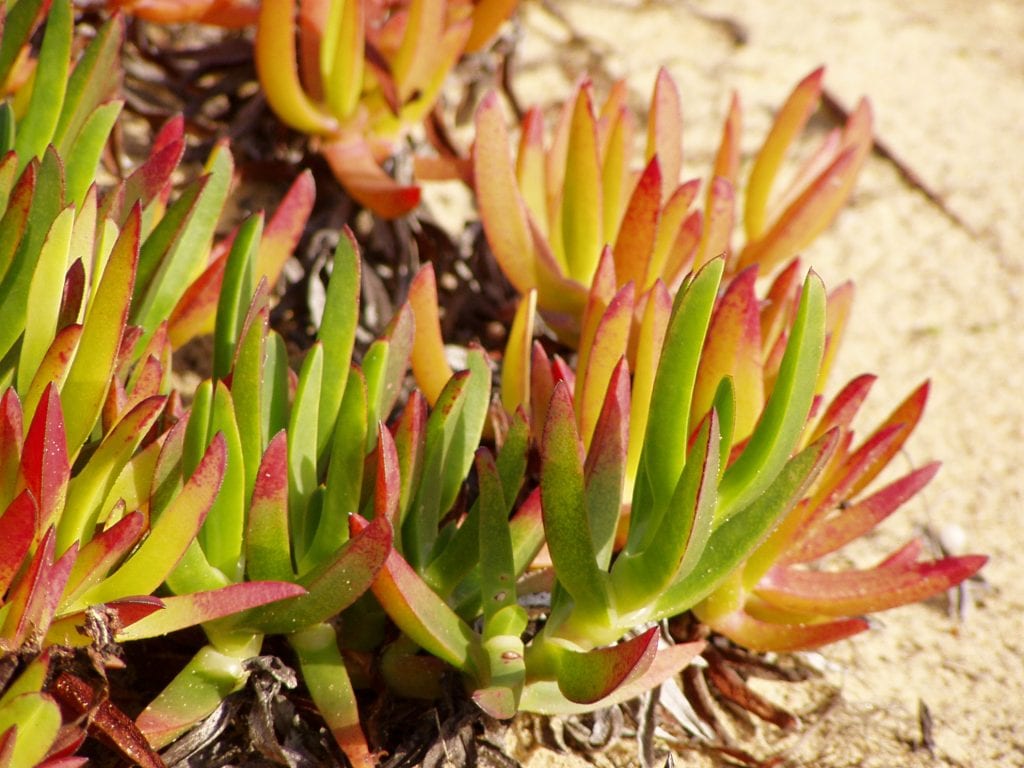 Vista de las hojas de Carpobrotus edulis