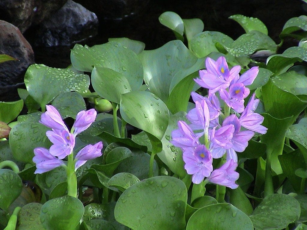 Vista de la lechuga de agua en flor
