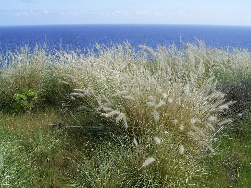 Vista del Pennisetum setaceum