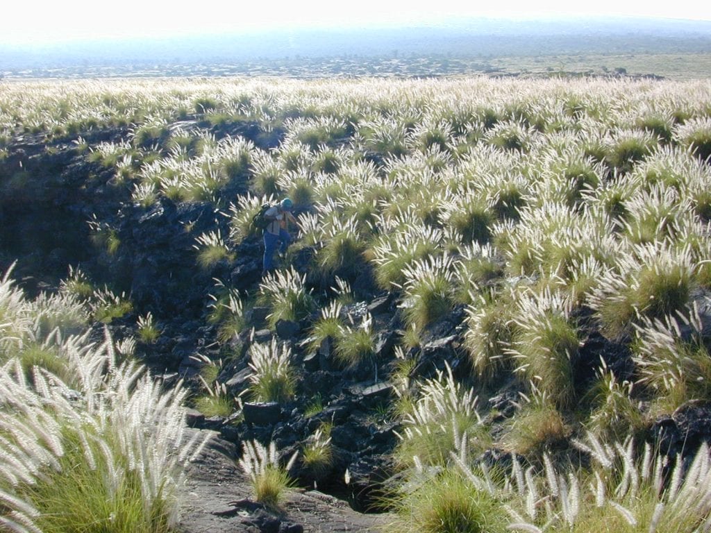 Vista del Pennisetum setaceum, una planta invasora