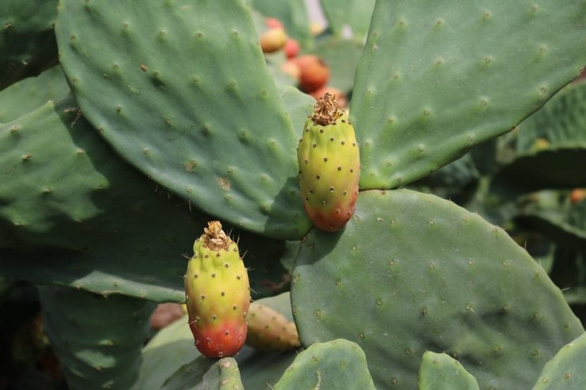 Vista de las hojas y frutos de la chumbera