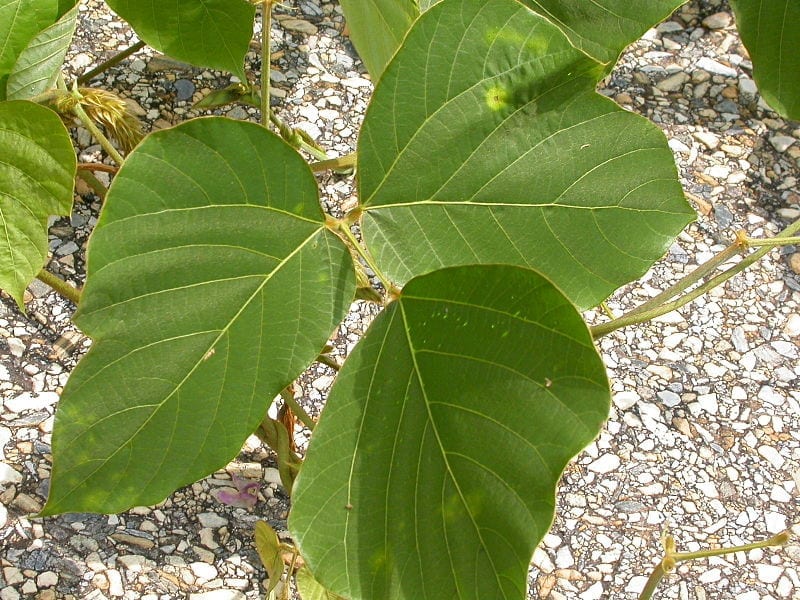 Pueraria lobata