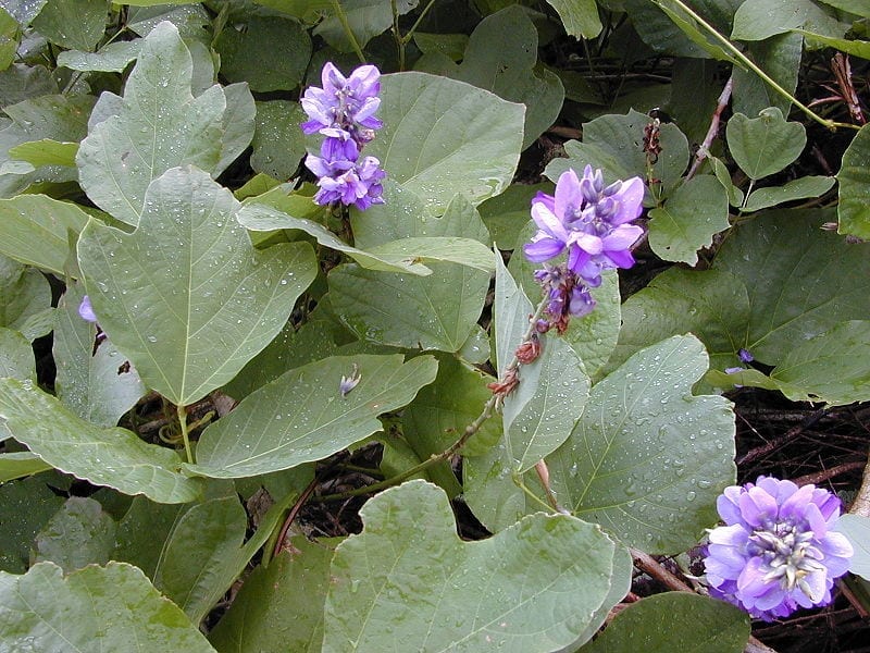 Vista de la Pueraria lobata