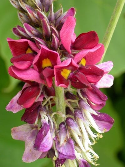 Pueraria lobata