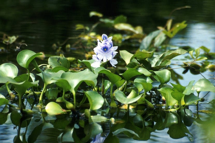 Tipos de plantas acuáticas y qué necesita cada grupo
