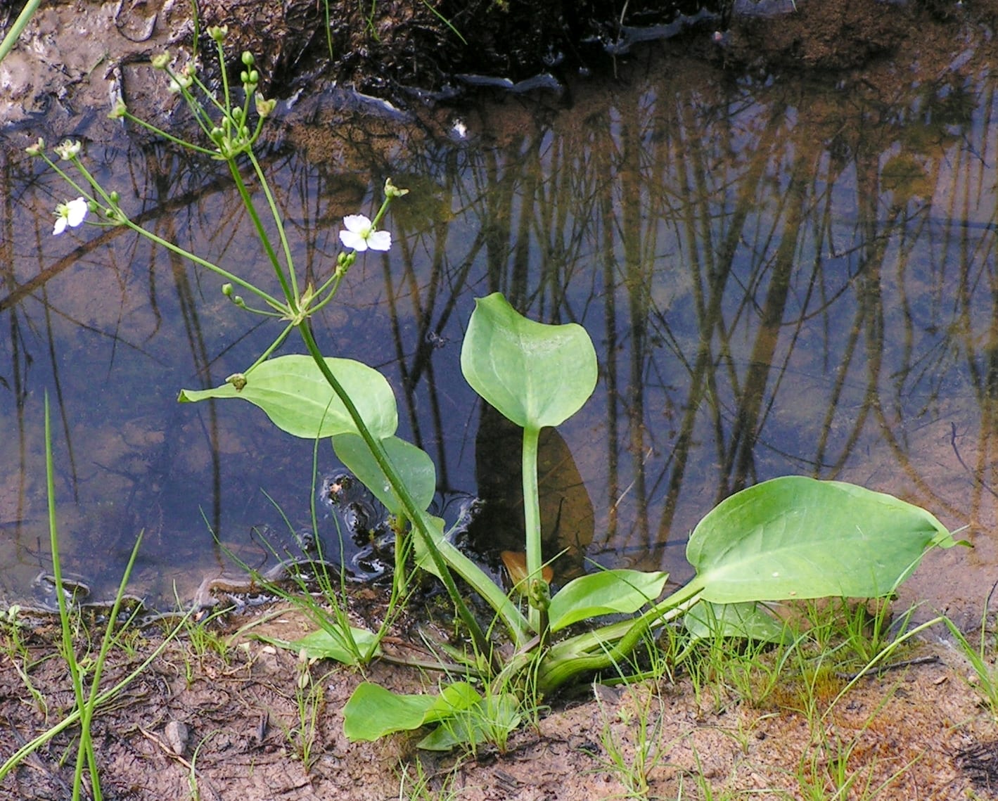 Alisma plantago-aquatica: cultivo del llantén de agua