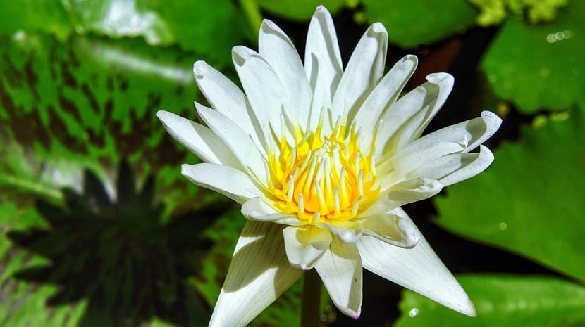 Lili blanco es una planta acuática