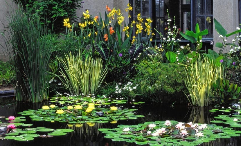 Cinco plantas acuáticas de hoja flotante para tu estanque