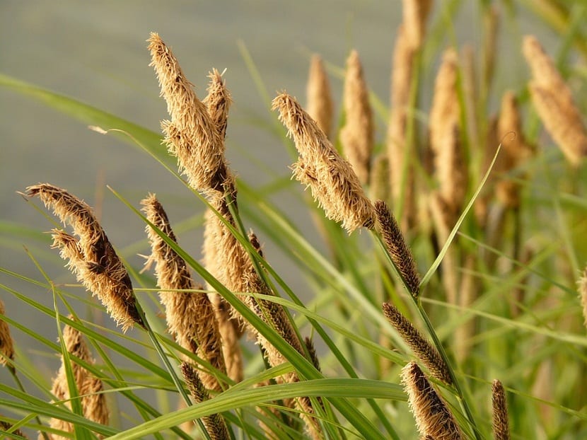 Juncus effusus Spiralis, igualmente llamada Junco, Junco fino, Junco esteras o Junqueras