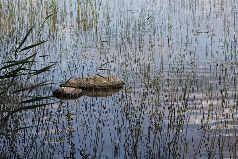 Cuidados del junco