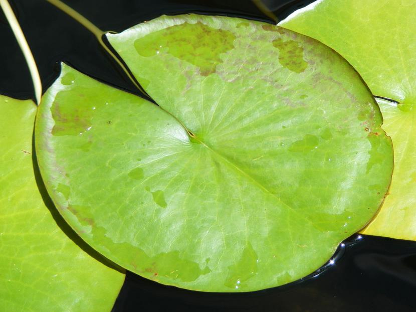 Hoja del Loto azul