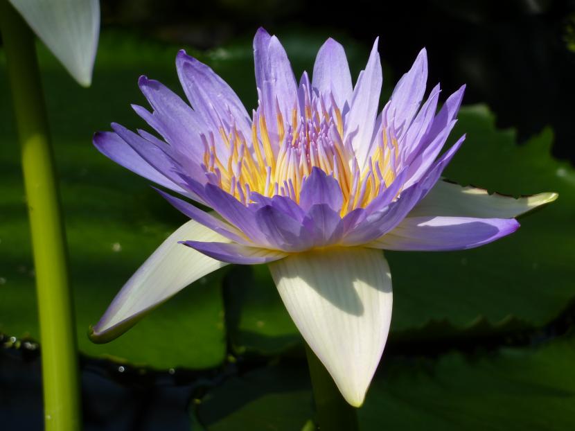 Nymphaea caerulea