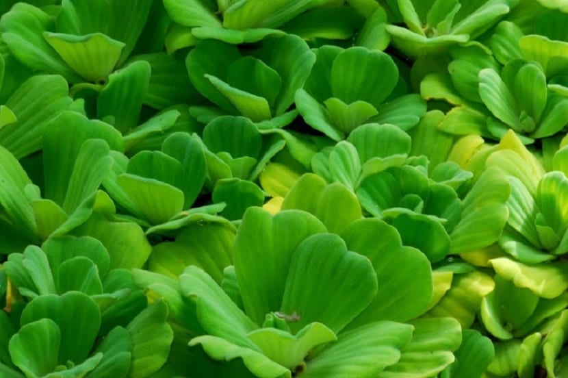 la lechuga de agua es perfecta para estanques