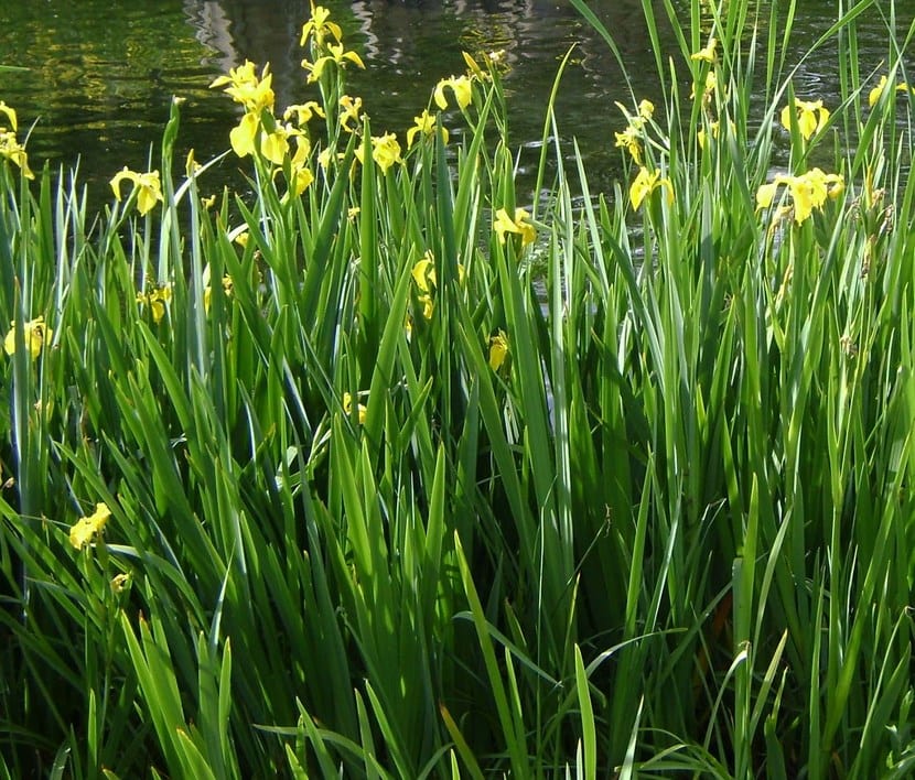 Lirio amarillo en estanques