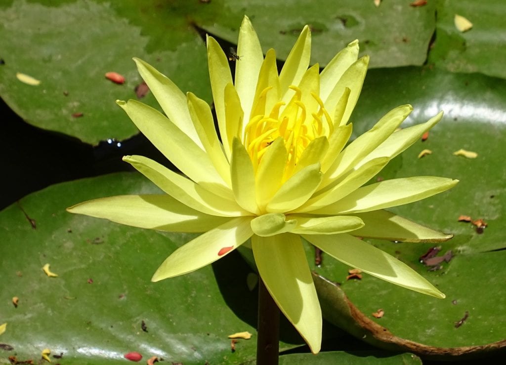 Nenúfar de flor amarilla