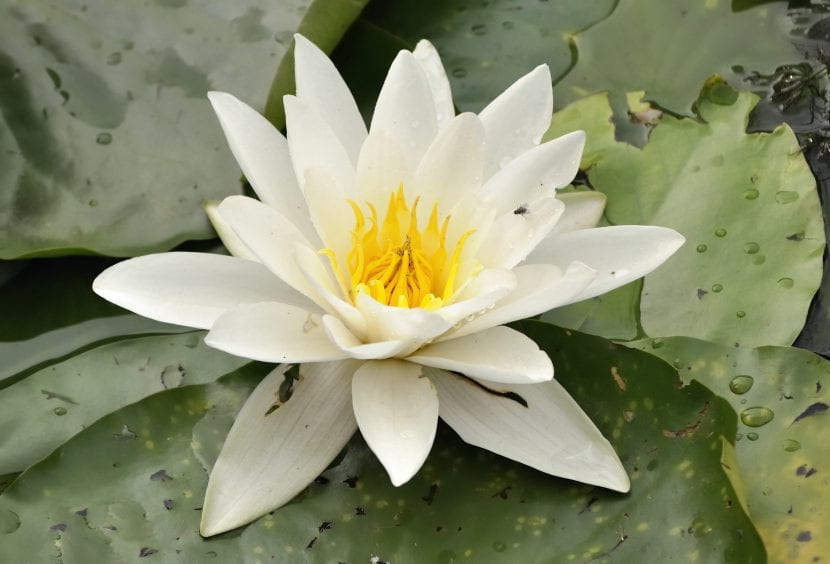 Nenúfar de flor blanca abierta sobre las hojas flotantes