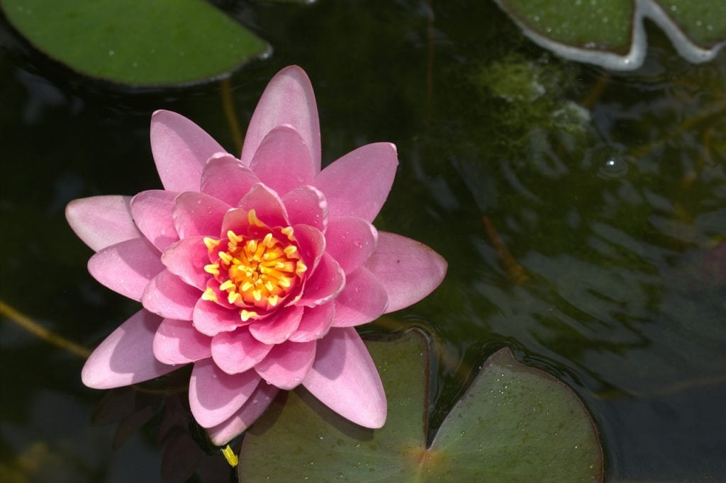 Nenúfar de flor rosa