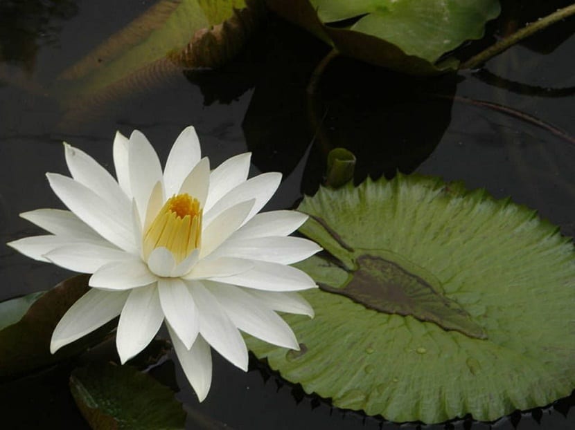 Nymphaea lotus o Tiger lotus