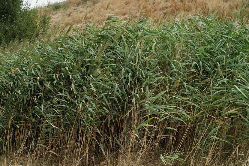 Phragmites australis que crece en camino rural