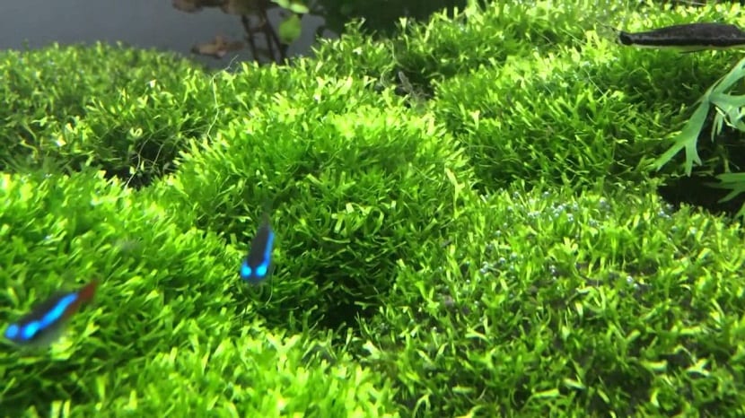 La planta acuática Riccia fluitans es una forma de musgo que se encuentra de forma natural 