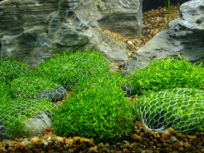  esta planta acuatica es una especie de musgo