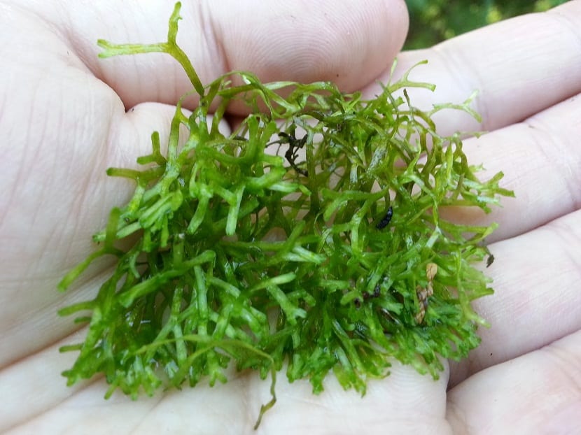 La planta se compone de varias plantas diminutas que pueden acurrucarse juntas para formar una hermosa alfombra