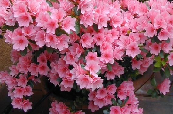 10 plantas de primavera: cuándo plantarlas y cómo cuidarlas