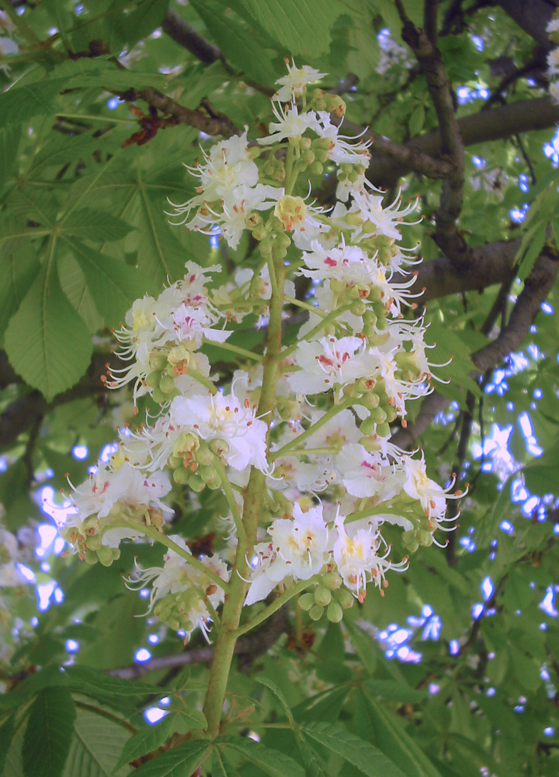 Aesculus:tipos, características, tamaño, variedades, colores…