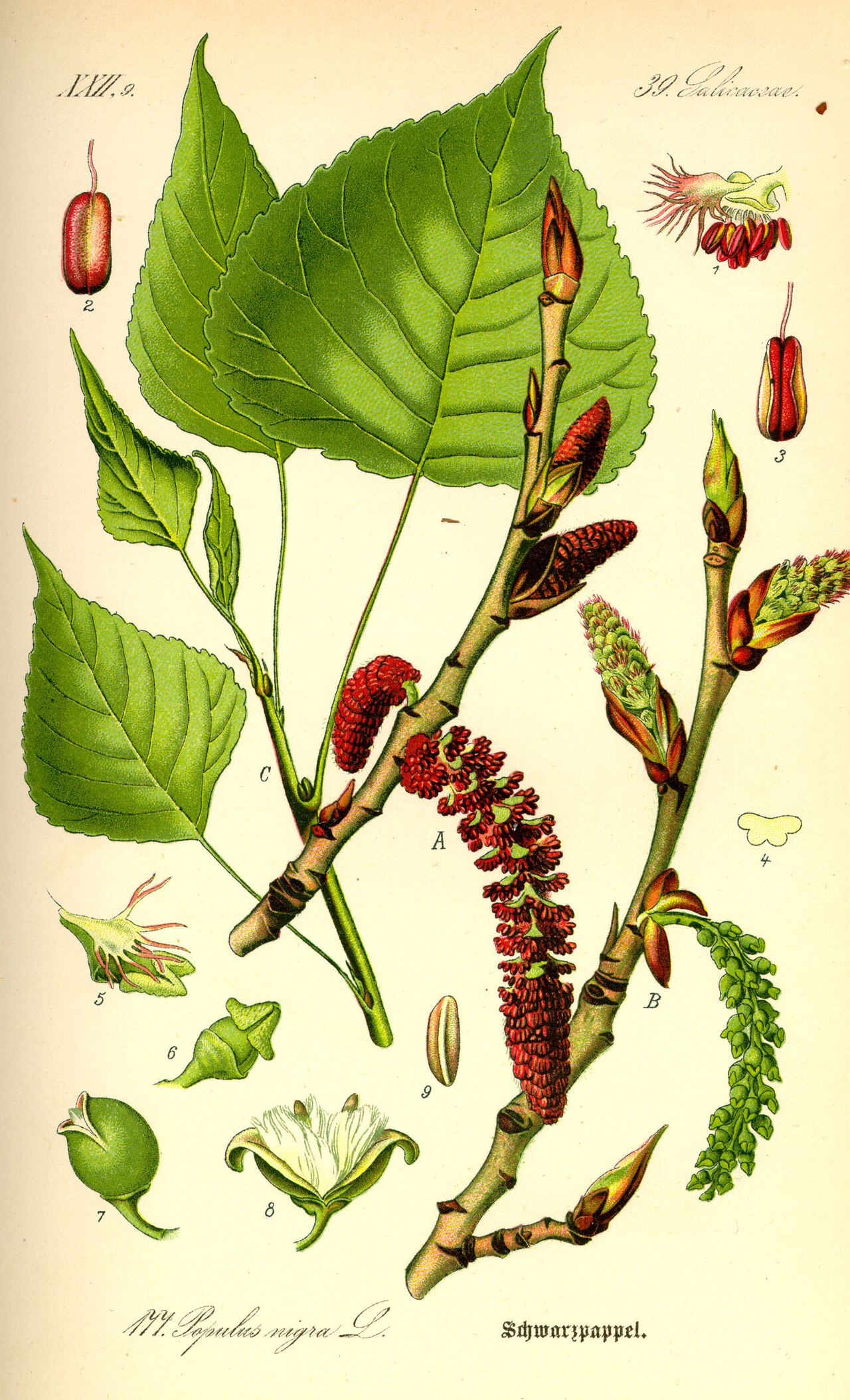 Álamo: tipos, características, tamaños, variedad y color…