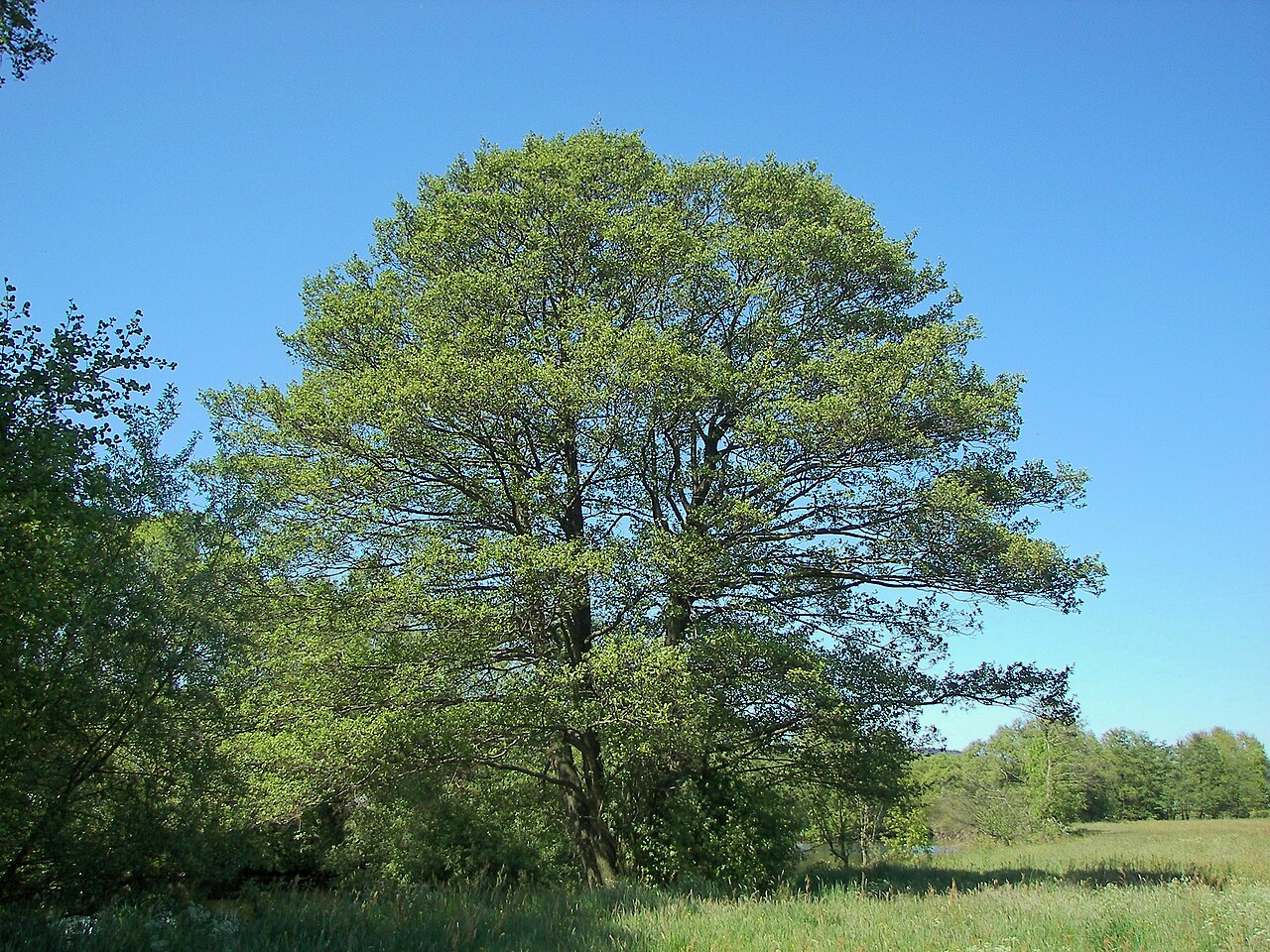 Alnus glutinosa:tipos, características, tamaño, variedades, colores…