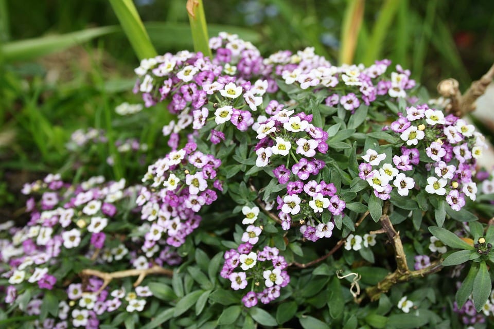 Alyssum: especies, cultivo y cuidados del aliso de jardín