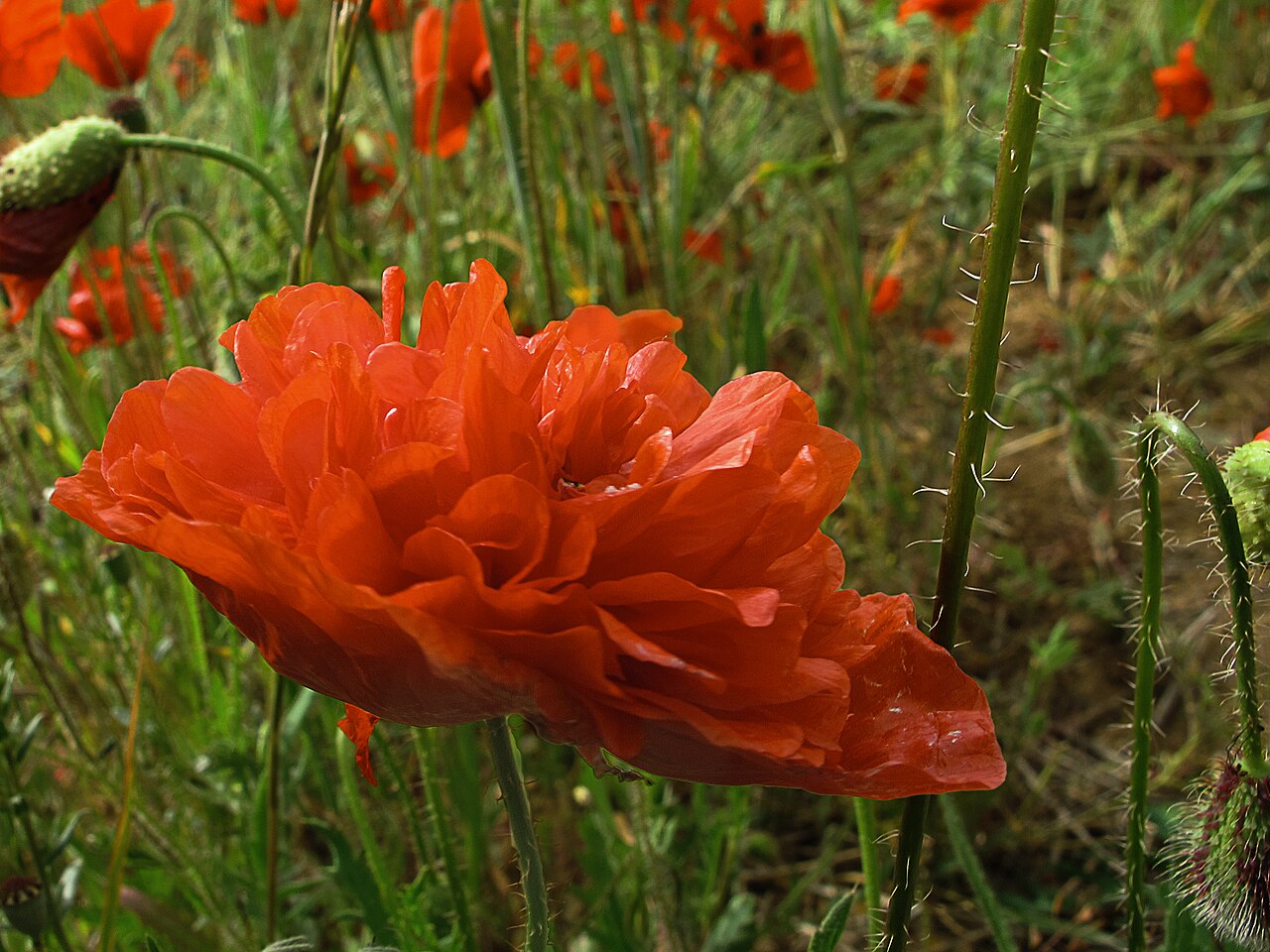 Amapolas rojas