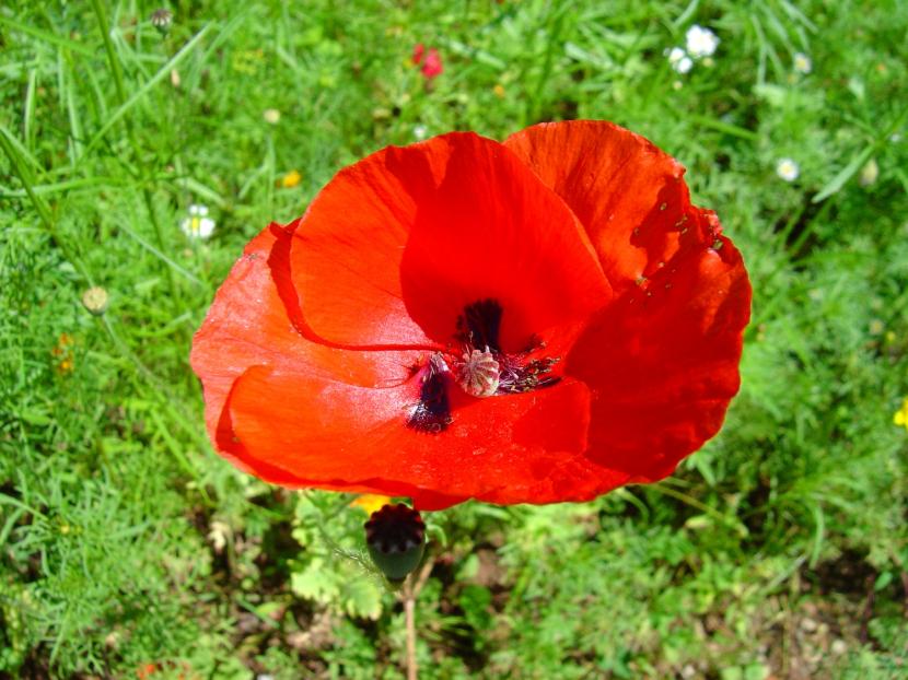 Papaver, amapola, el icono de las flores silvestres