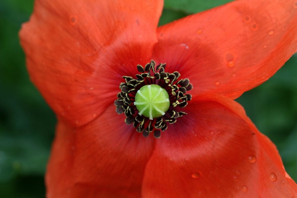 Amapola en detalle