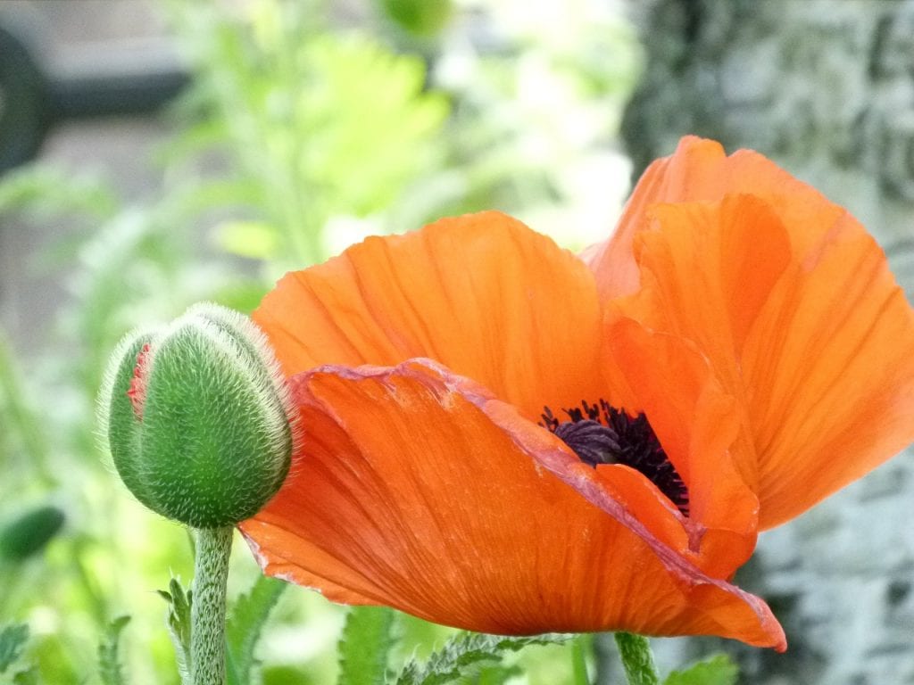 Flor de amapola