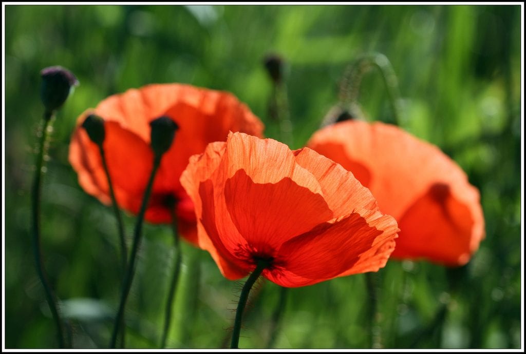 Grupo de amapolas