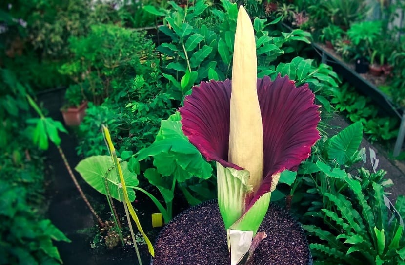 Cuidados de amorphophallus titanum