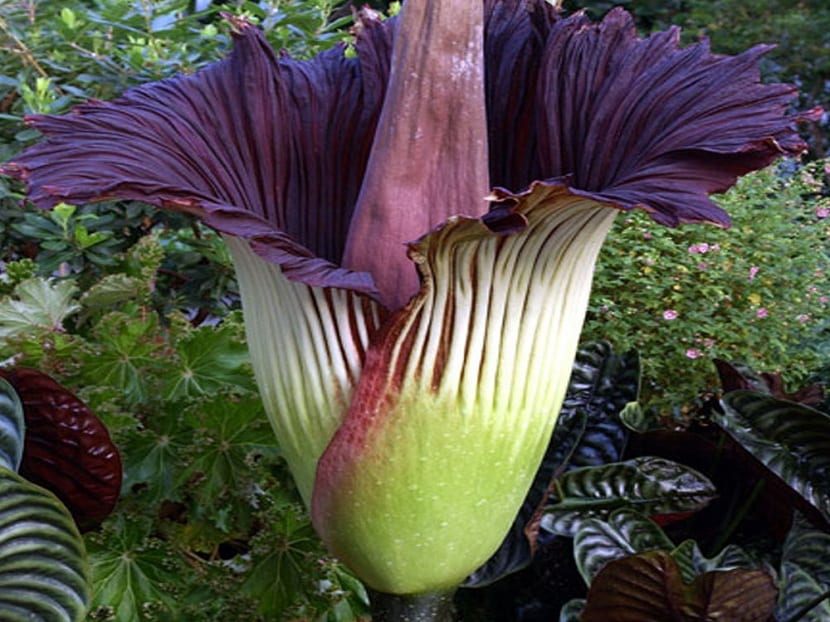 Flor enorme