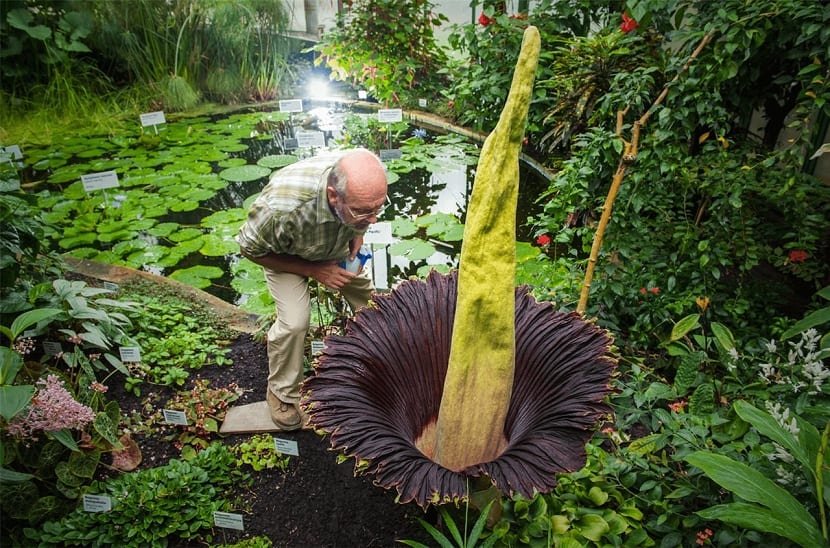amorphophallus titanum