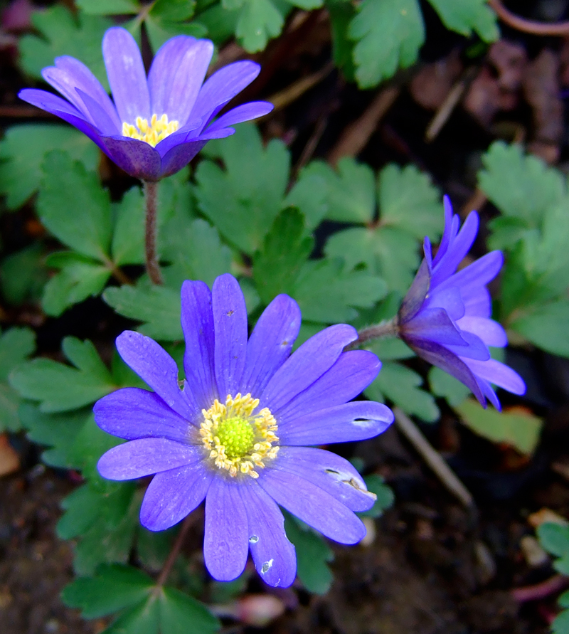Anemone blanda