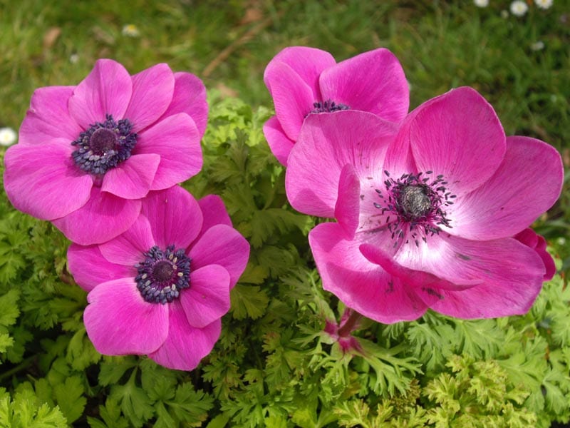 Flor rosa de Anemone coronaria