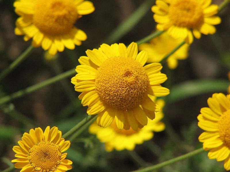 Anthemis tinctoria