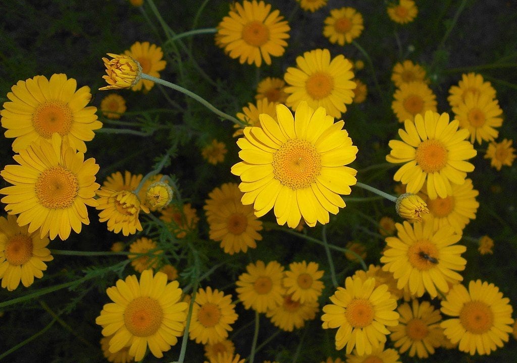 Anthemis tinctoria
