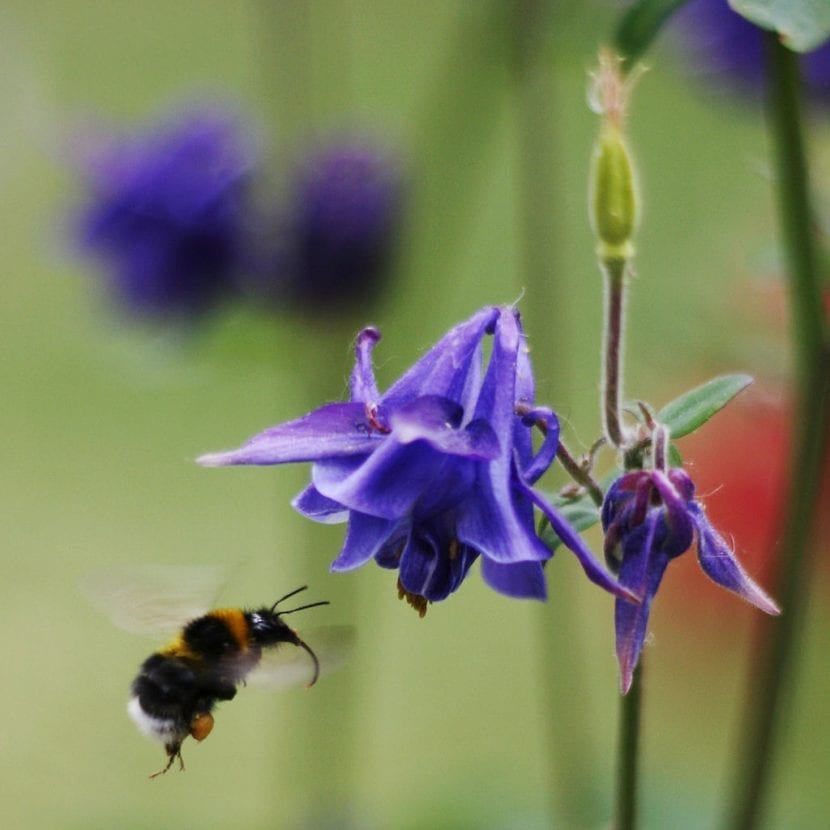La Aquilegia vulgaris es una planta con gran valor ornamental